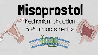 Misoprostol Mechanism of action [upl. by Codd676]