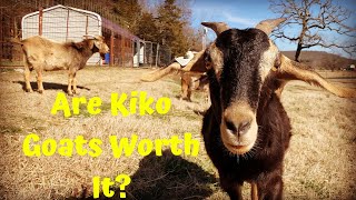 Why Do We Raise KIKO Goats  Whats All The Hype [upl. by Ylrehs251]