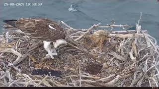 Port Lincoln Osprey 25082024 1050 [upl. by Lennahs]