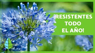 🌺 FLORES a MONTONES casi TODO EL AÑO teniendo estas PLANTAS en tu casa o jardín Florecen mucho [upl. by Ysteb]