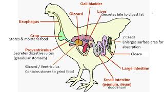 Lesson 3 Monogastric animal digestion [upl. by Nahbois]