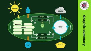 Photosynthesis Explained Light Energy and Life  New Life International School [upl. by Muire320]