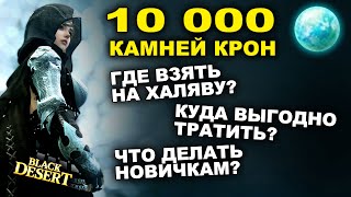 🌍10 000 КРОН на ХАЛЯВУ Где взять в БДО куда выгодно вложить зачем они новичкам в BDOBlack Desert [upl. by Nnil]