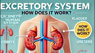 Excretory System in Human Body How Does It Work [upl. by Mears185]