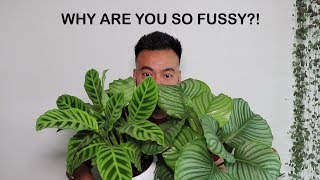 How To Care For Calathea  Houseplant Care Tips [upl. by Levison]