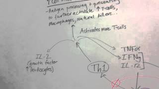 TCell Differentiation to Th1 or Th2 [upl. by Dihsar]