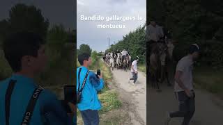 Bandide gallargues le montueux camargue taureaux [upl. by Htirehc164]