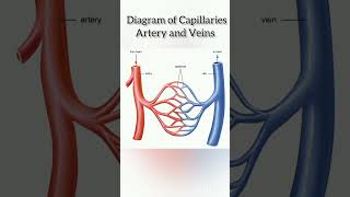 Schematic diagram of Capillaries 👍 The Circulatory Systemicse10cbse12cbse11icsecbsehearttips [upl. by Aniara130]