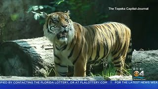 Tiger Attacks Zookeeper At Kansas Zoo [upl. by Adall]