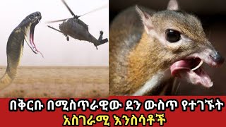 በምድር ላይ ይኖራሉ ተብለው የማይታሰቡ አስገራሚ እንስሳቶች amazing animalsZena Addisabel Birhanu [upl. by Minnie]