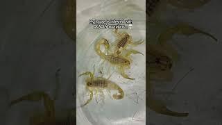 DEADLY SCORPIONS INFESTED MY HOUSE [upl. by Margaux]