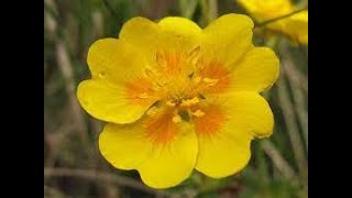 Лапчатка2 Potentilla2 Garden flowers129 Декоративные растения [upl. by Auhesoj]