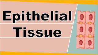 Structure and Function Of Epithelial Tissue  Animal Tissue  Biology  Science  Letstute [upl. by Dorren]