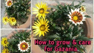 How to grow Gazania in pots [upl. by Ahsilef]