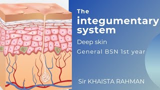 Human Skin  Integumentary system Anatomy amp physiology urdu and Hindi  Structure  Layers Function [upl. by Kcirdderf]