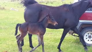 Gaited foal Standardbred Mare X Tennessee Walking Horse stallion [upl. by Eidnalem133]