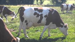 Vaches qui rentrent pour la taitetraiteveau qui boit du lait [upl. by Thetisa]