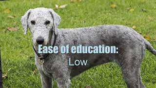 BEDLINGTON TERRIER ► Characteristics and temperament 🐶 [upl. by Eboj]