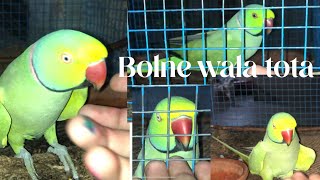 Bolne wala tota viralvideo pigeon trending birds subscribe parrot [upl. by Llehcim]