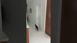 Cat Opens Door and Follows Me [upl. by Nylhsoj]