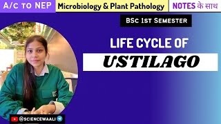 Ustilago  Life cycle of Ustilago  Bsc1styear sciencewaali [upl. by Luar877]