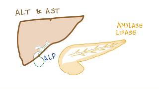 Liver and pancreatic enzymes explained  AST ALT GGT ALP Amylase amp Lipase [upl. by Nila]