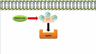 Metformin  Mechanism of Action [upl. by Salba]