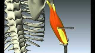 Biomecanica del cuerpo humano Morfologia Funcional [upl. by Neik371]