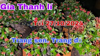 Thanh lí mẫu đơn Bonsai tuấn cái mơn Tối 27102024☎️0783454767 [upl. by Axel]