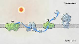 Photosynthesis  HHMI BioInteractive Video [upl. by Bloomer894]