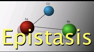 EPISTASIS DETAILED EXPLANATION IN THE EASIEST WAY FROM NEW BOOKINHERITANCEDOMINANT amp RECESSIVE [upl. by Deloris]