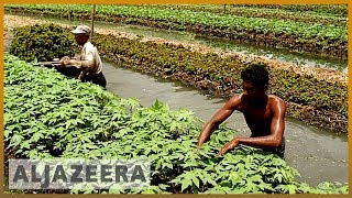 Floating farms in Bangladesh help farmers survive floods [upl. by Iridissa]