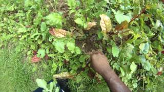 Heres what Swiss chard looks like when it bolts [upl. by Delaine350]