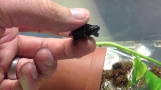 Worlds Smallest Turtle [upl. by Joann]