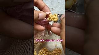 pigeon chick kanat feed [upl. by Aunson]