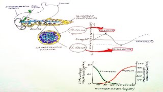 ULOGA INZULINA I GLUKAGONA U REGULACIJA GLUKOZE U KRVI DIJABETES TIP 1 i TIP 2 ENDOKRINI PANKREAS [upl. by Etana486]
