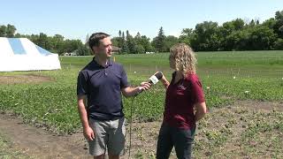 Soybean School Keeping kochia under control as herbicide resistance spreads [upl. by Brittany]