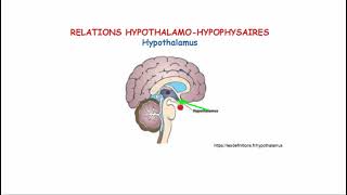 Relation hypothalamus hypophyse [upl. by Jorin933]