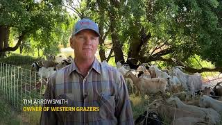 California overtime law could mean end of some grazing goats in Sacramento region [upl. by Kendell]