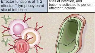 Induction Differentiation and Effector Functions of TH2 Cells [upl. by Mireielle991]