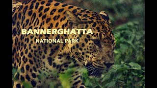 Bannerghatta National Park  Jungle Safari  Bangalore  Jungle Lodges and Resorts [upl. by Naashom]