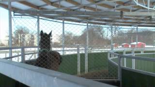 Surgery at South Shore Equine Clinic [upl. by Eldred]