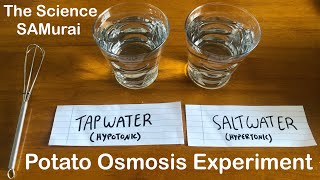 Potato Osmosis Experiment Hypotonic vs Hypertonic Solutions  The Science SAMurai [upl. by Amatruda]