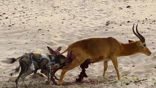 A Gruesome Vicious Kill by Wild Dogs in South Luangwa National Park [upl. by Hirza580]