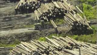 Impacts of Deforestation [upl. by Eimarrej]