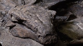 Worlds bestpreserved armoured dinosaur fossil now on display [upl. by Onairot]