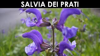 TramErboristiche  La Salvia dei prati uno spunto insolito [upl. by Boyer]