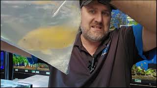 Aquarium Central  Unboxing Video September 8th emon Oscars Loaches New Endler Guppy Species [upl. by Swihart]