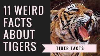 Tiger Facts and Information  Interesting Facts About Tigers [upl. by Leilah]