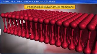 CBSE Class 11 Biology  9  Biomolecules  Part 1  Full Chapter  NCERT Animation  JEE NEET CBSE [upl. by Notniv]